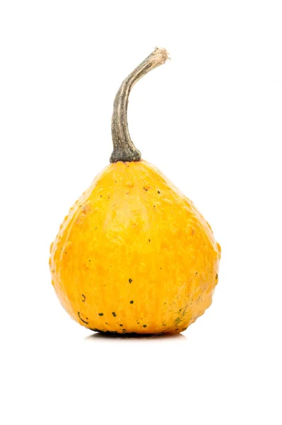 Pequeña calabaza aislada sobre fondo blanco —  Fotos de Stock