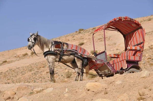 Koně s vozíkem — Stock fotografie