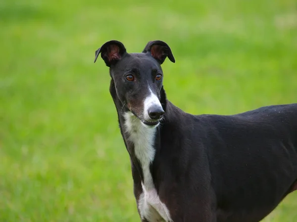 Beautiful Greyhound — Stock Photo, Image