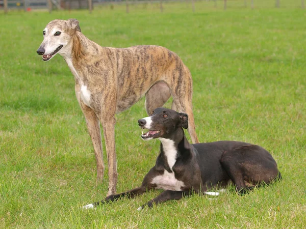 Two Greyhounds — Stock Photo, Image