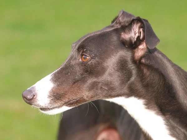 Beautiful Greyhound — Stock Photo, Image