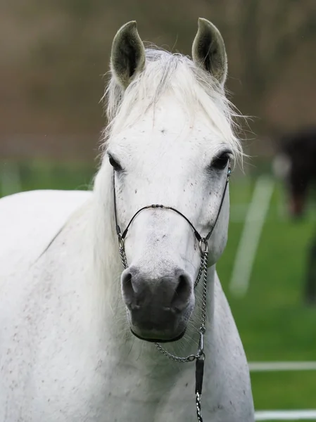 Cheval arabe Headshot — Photo