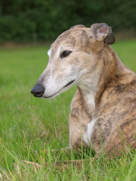 Beautiful Greyhound — Stock Photo, Image