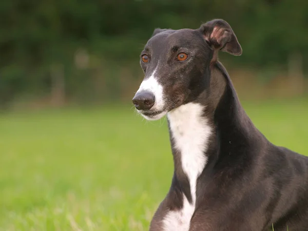 Beautiful Greyhound — Stock Photo, Image