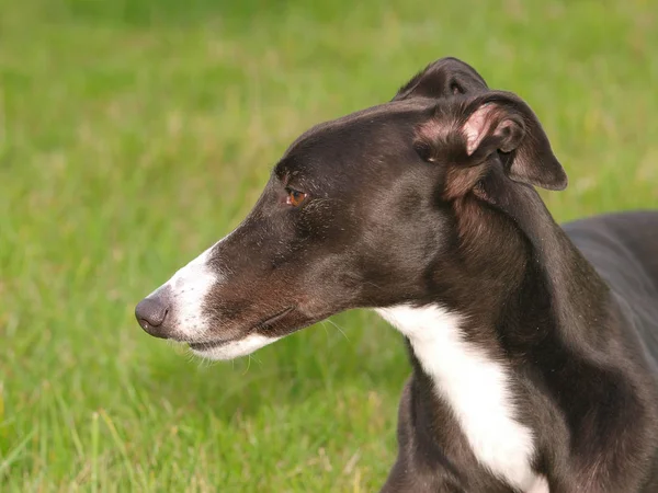 Beautiful Greyhound — Stock Photo, Image