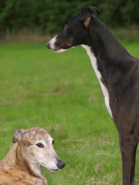 Two Greyhounds — Stock Photo, Image