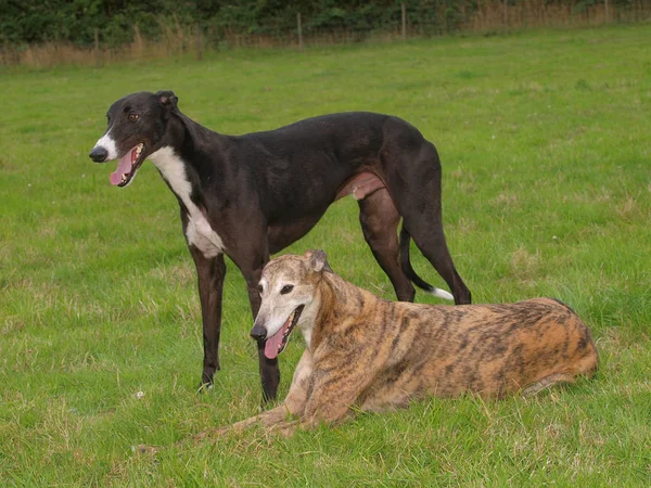 Two Greyhounds — Stock Photo, Image