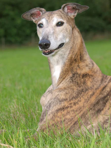 Belo Greyhound — Fotografia de Stock