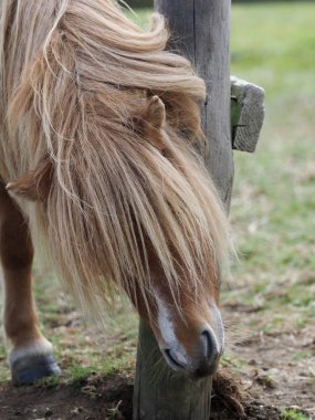 Kaşındıran Midilli