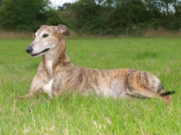 Beautiful Greyhound — Stock Photo, Image