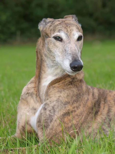 Beautiful Greyhound — Stock Photo, Image