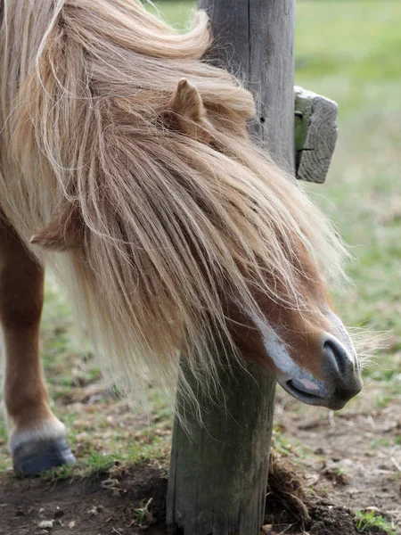 Prurito pony — Foto Stock
