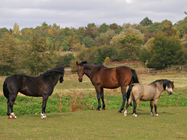 Malé stádo koní. — Stock fotografie