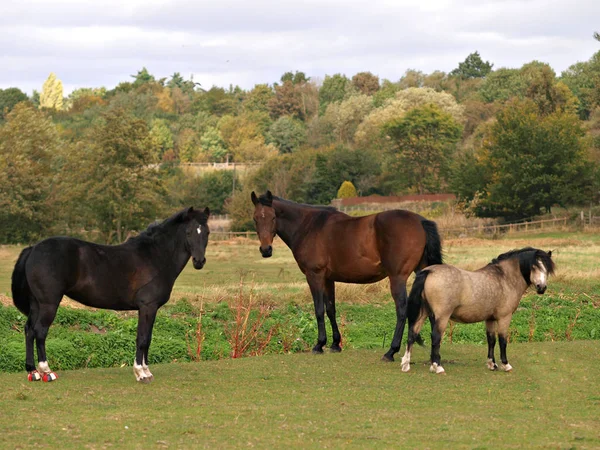 Pequeña manada de caballos . — Foto de Stock