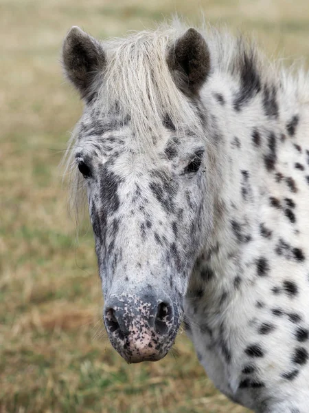 Lindo manchado poni — Foto de Stock