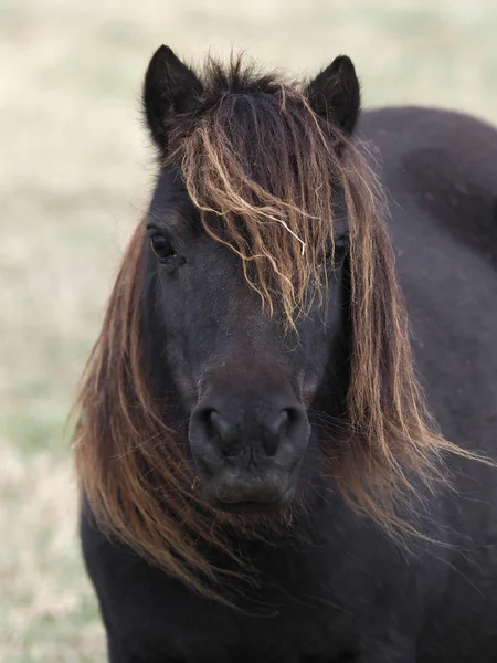 Shetland Pony Headshot — Fotografia de Stock