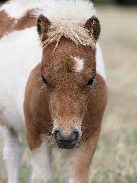 Cute Shetland Pony źrebak — Zdjęcie stockowe