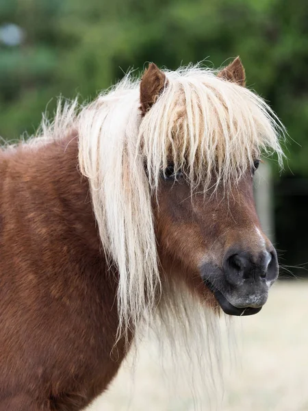 Shetland Pony Fejlövés — Stock Fotó