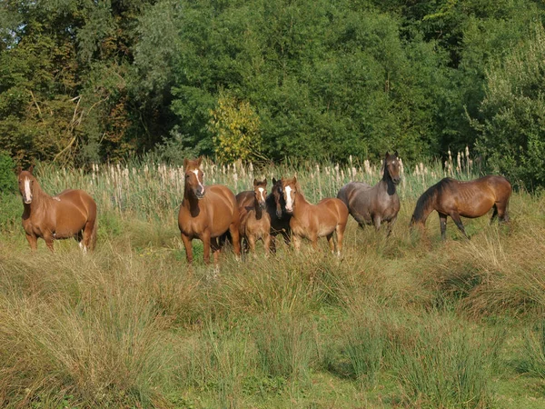 Herd van paarden — Stockfoto