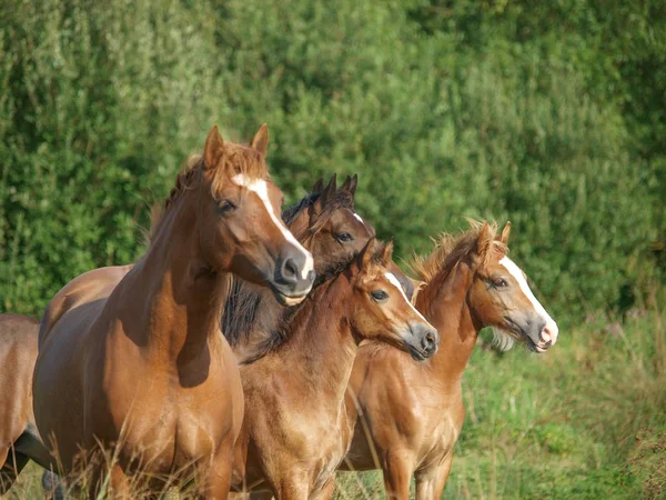 Mandria di cavalli — Foto Stock