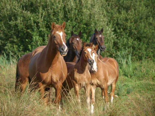 Herd of Horses — Stock Photo, Image