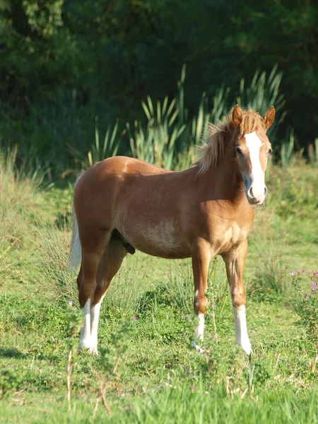 Gesztenye csikó — Stock Fotó