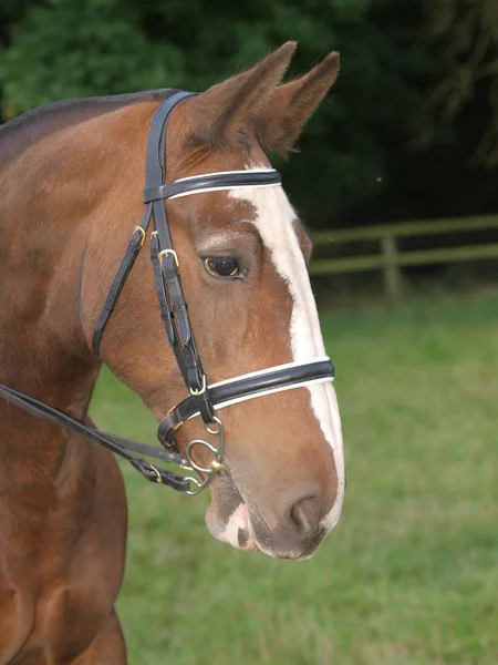 Mostrar Cavalo Headshot — Fotografia de Stock