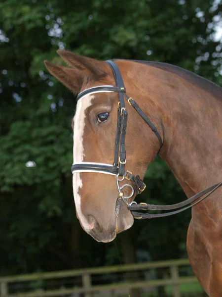 Show Horse Headshot — Stock Photo, Image