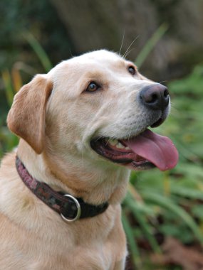 Labrador Köpek Kafası