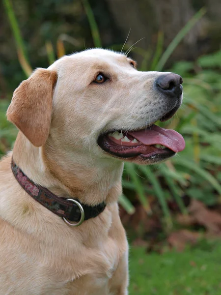 Labrador Dog Headshot — Stock Photo, Image