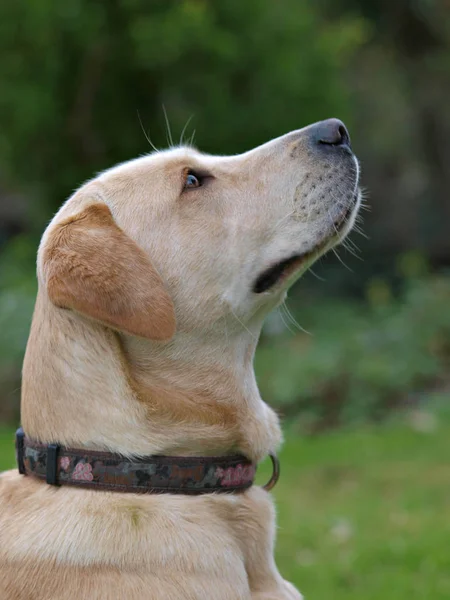 Labrador Dog Headshot — Stock Photo, Image