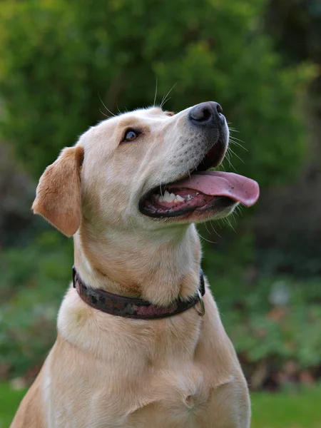 Labradorhund-Kopfschuss — Stockfoto