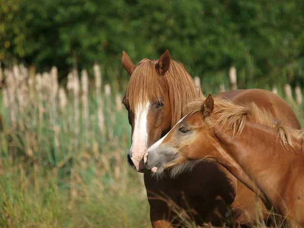 Mooie merrie en veulen — Stockfoto