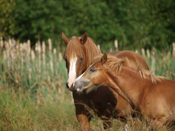 Mooie merrie en veulen — Stockfoto