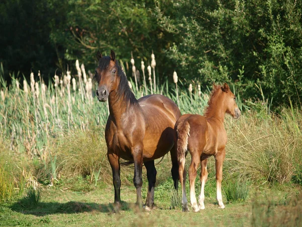 美しい馬と子馬 — ストック写真