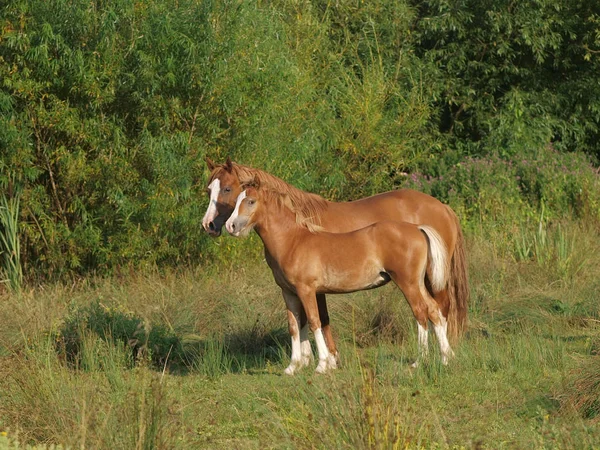 Hermosa yegua y potro — Foto de Stock