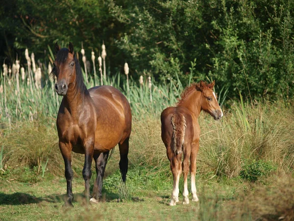Beautiful Mare and Foal — Stock Photo, Image