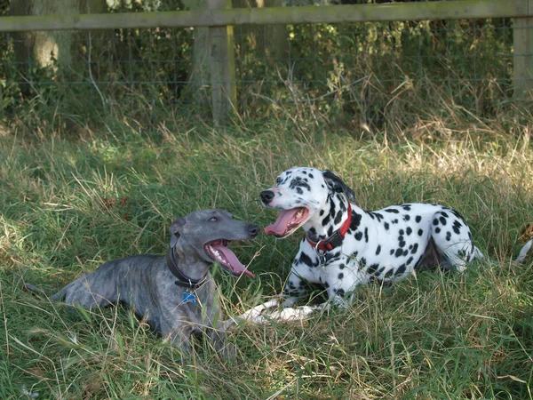 Dogs Cooling Off — Stock Photo, Image