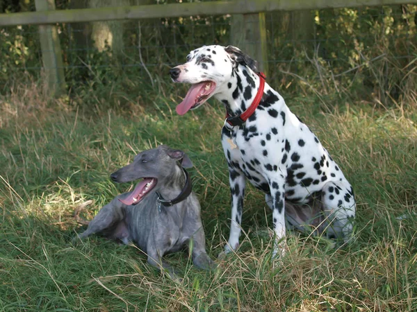 Dogs Cooling Off Royalty Free Stock Photos