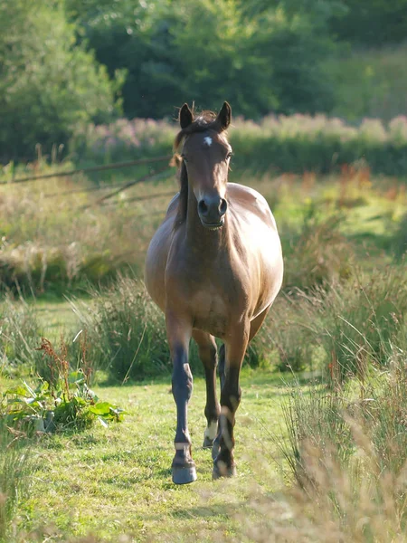 Pony Trotting — Foto Stock