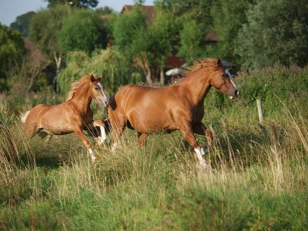馬と子馬 — ストック写真