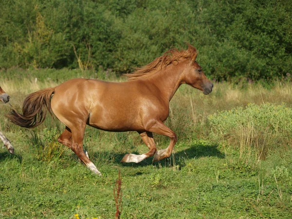 Běžící kůň — Stock fotografie