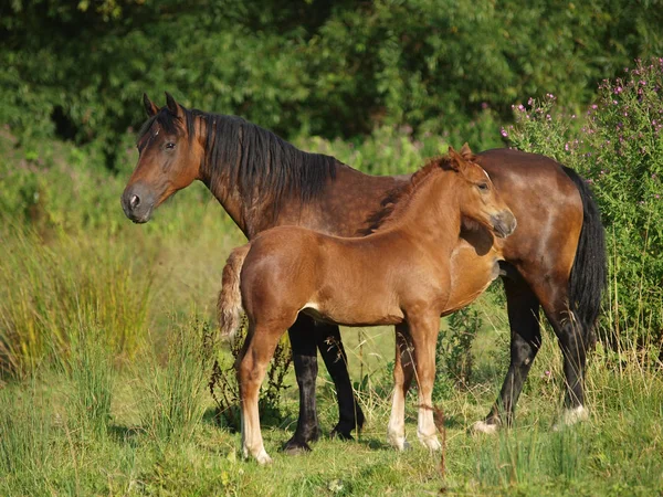 Mooie merrie en veulen — Stockfoto