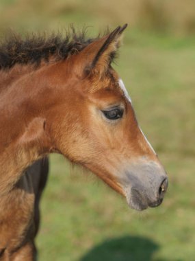 Güzel Tay Kafa Fotoğrafı