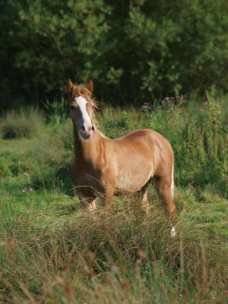 Hübsches Fohlen — Stockfoto