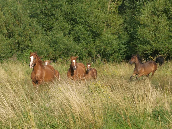 Groep pony 's — Stockfoto