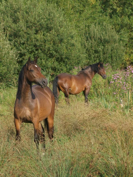 Gruppe von Ponys — Stockfoto