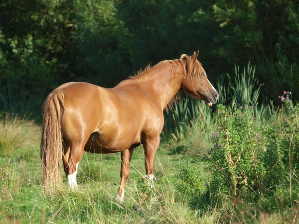 Mooie pony — Stockfoto