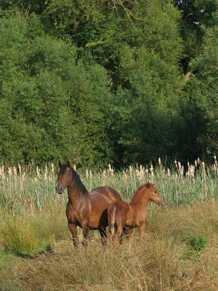 Красиві Кобила і Foal — стокове фото