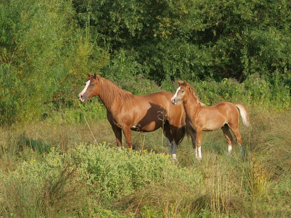 美しい馬と子馬 — ストック写真